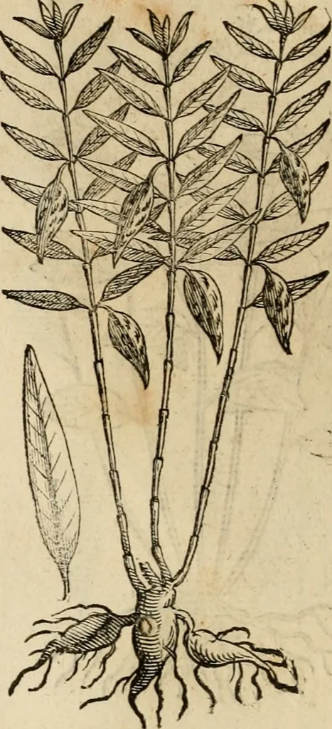 An illustration from Rerum medicarum Novae Hispaniae thesaurus, seu, Plantarum animalium mineralium Mexicanorum historia, 1651, leaf 497