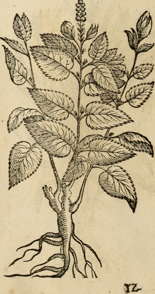 An illustration from Rerum medicarum Novae Hispaniae thesaurus, seu, Plantarum animalium mineralium Mexicanorum historia, 1651, leaf 497