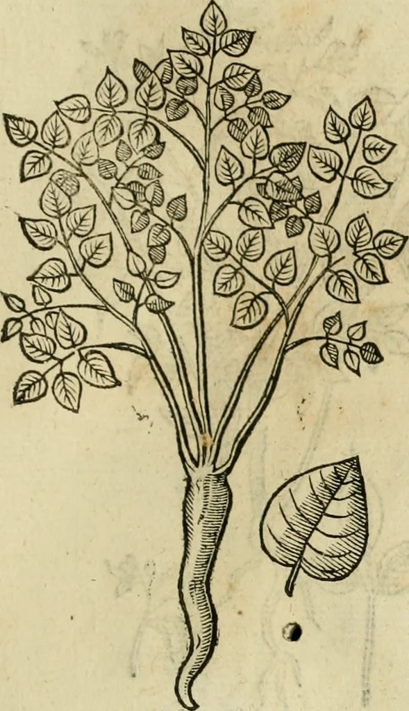 An illustration from Rerum medicarum Novae Hispaniae thesaurus, seu, Plantarum animalium mineralium Mexicanorum historia, 1651, leaf 498