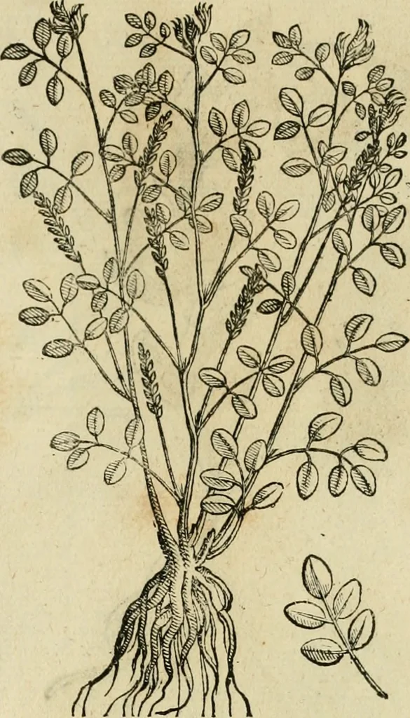 An illustration from Rerum medicarum Novae Hispaniae thesaurus, seu, Plantarum animalium mineralium Mexicanorum historia, 1651, leaf 498