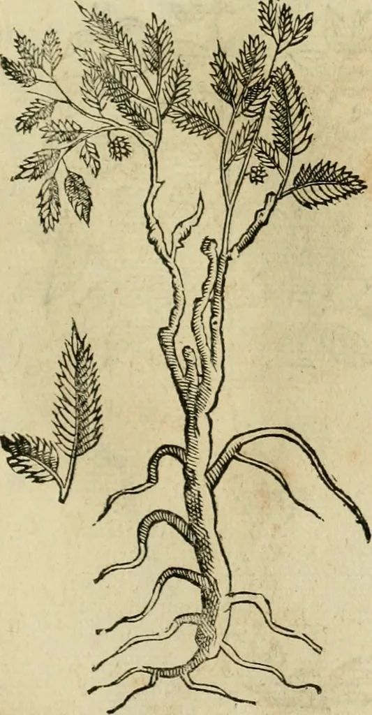 An illustration from Rerum medicarum Novae Hispaniae thesaurus, seu, Plantarum animalium mineralium Mexicanorum historia, 1651, leaf 498