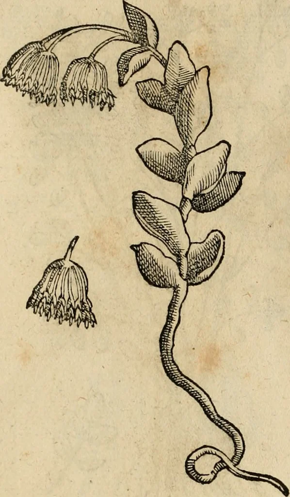 An illustration from Rerum medicarum Novae Hispaniae thesaurus, seu, Plantarum animalium mineralium Mexicanorum historia, 1651, leaf 499