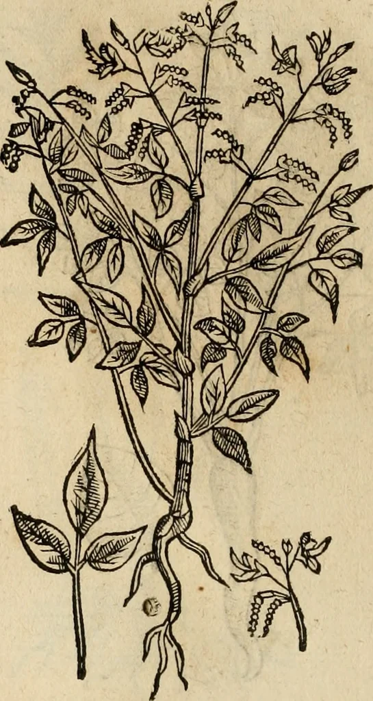 An illustration from Rerum medicarum Novae Hispaniae thesaurus, seu, Plantarum animalium mineralium Mexicanorum historia, 1651, leaf 499