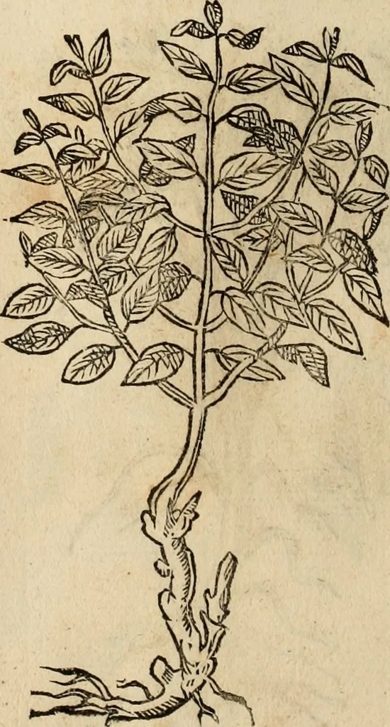 An illustration from Rerum medicarum Novae Hispaniae thesaurus, seu, Plantarum animalium mineralium Mexicanorum historia, 1651, leaf 499