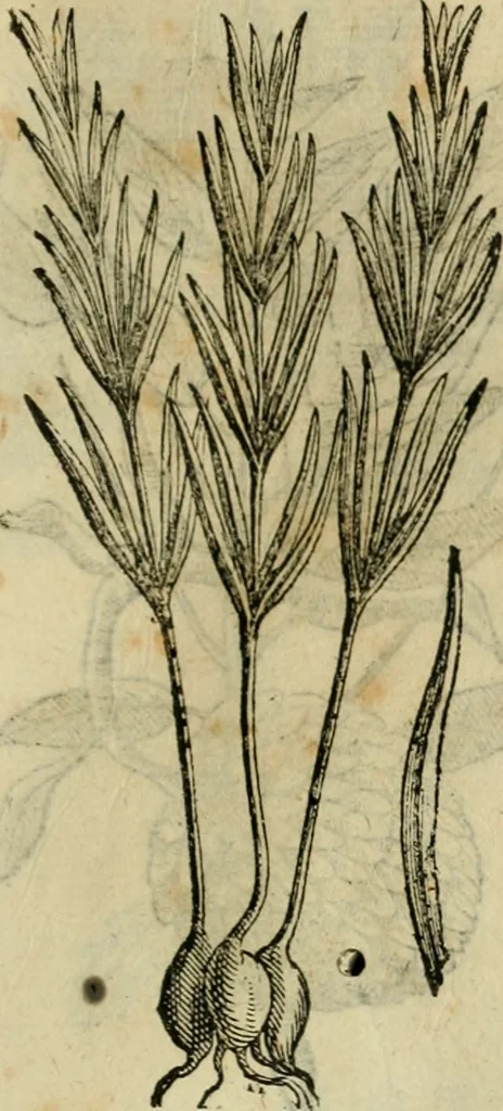An illustration from Rerum medicarum Novae Hispaniae thesaurus, seu, Plantarum animalium mineralium Mexicanorum historia, 1651, leaf 500