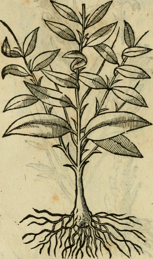 An illustration from Rerum medicarum Novae Hispaniae thesaurus, seu, Plantarum animalium mineralium Mexicanorum historia, 1651, leaf 500