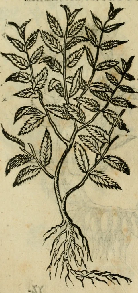 An illustration from Rerum medicarum Novae Hispaniae thesaurus, seu, Plantarum animalium mineralium Mexicanorum historia, 1651, leaf 500