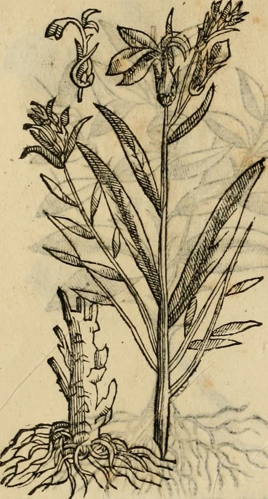 An illustration from Rerum medicarum Novae Hispaniae thesaurus, seu, Plantarum animalium mineralium Mexicanorum historia, 1651, leaf 501