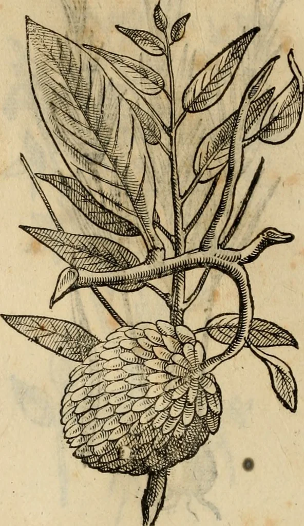 An illustration from Rerum medicarum Novae Hispaniae thesaurus, seu, Plantarum animalium mineralium Mexicanorum historia, 1651, leaf 501