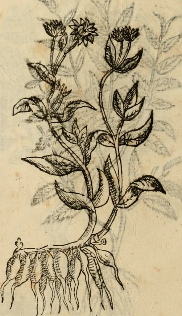 An illustration from Rerum medicarum Novae Hispaniae thesaurus, seu, Plantarum animalium mineralium Mexicanorum historia, 1651, leaf 501