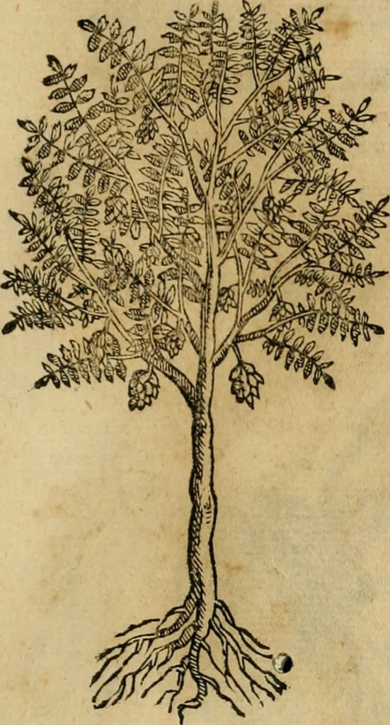 An illustration from Rerum medicarum Novae Hispaniae thesaurus, seu, Plantarum animalium mineralium Mexicanorum historia, 1651, leaf 502