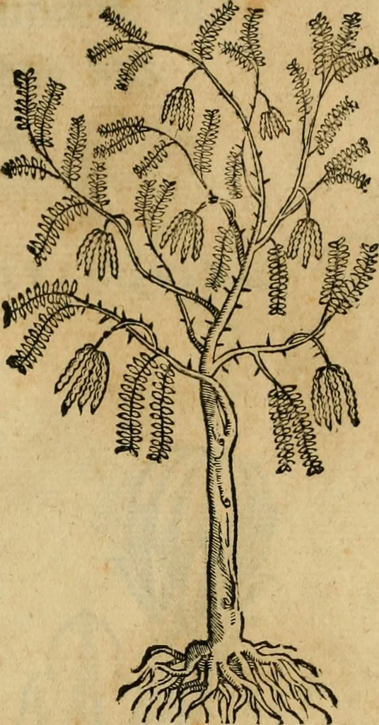An illustration from Rerum medicarum Novae Hispaniae thesaurus, seu, Plantarum animalium mineralium Mexicanorum historia, 1651, leaf 502