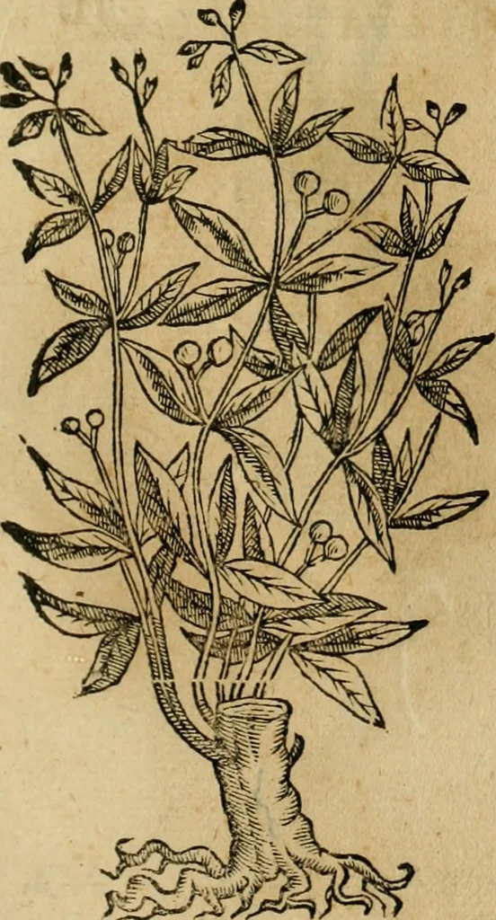 An illustration from Rerum medicarum Novae Hispaniae thesaurus, seu, Plantarum animalium mineralium Mexicanorum historia, 1651, leaf 502