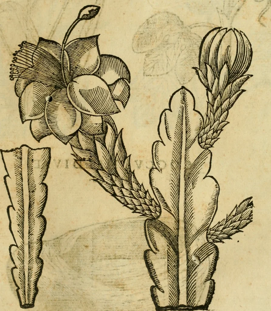 An illustration from Rerum medicarum Novae Hispaniae thesaurus, seu, Plantarum animalium mineralium Mexicanorum historia, 1651, leaf 504