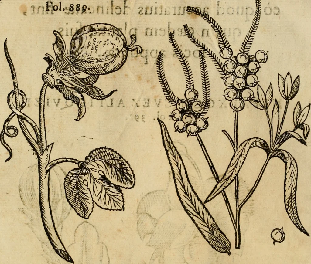 An illustration from Rerum medicarum Novae Hispaniae thesaurus, seu, Plantarum animalium mineralium Mexicanorum historia, 1651, leaf 505