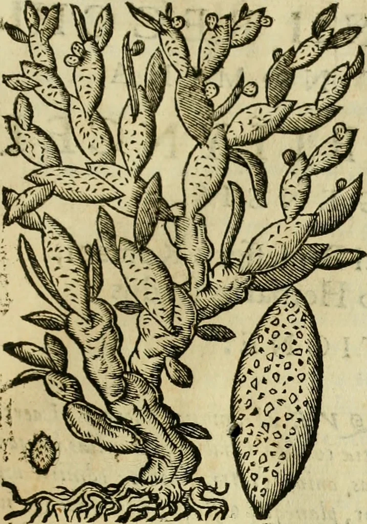 An illustration from Rerum medicarum Novae Hispaniae thesaurus, seu, Plantarum animalium mineralium Mexicanorum historia, 1651, leaf 506