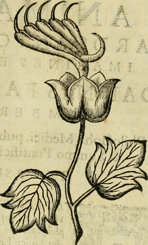 An illustration from Rerum medicarum Novae Hispaniae thesaurus, seu, Plantarum animalium mineralium Mexicanorum historia, 1651, leaf 506