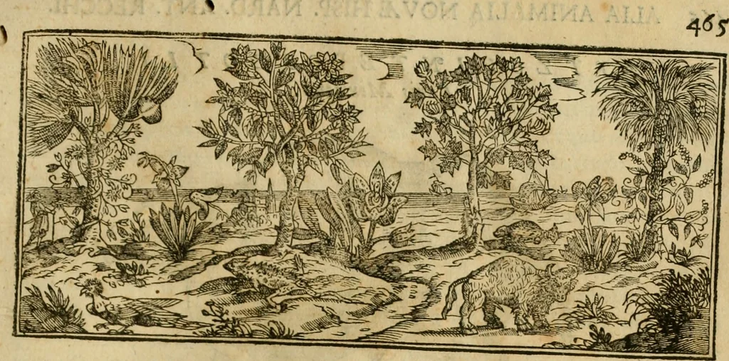 An illustration from Rerum medicarum Novae Hispaniae thesaurus, seu, Plantarum animalium mineralium Mexicanorum historia, 1651, leaf 512