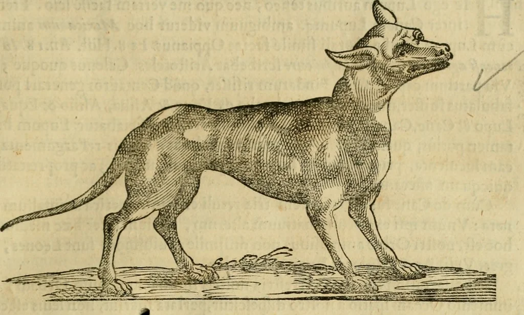 An illustration from Rerum medicarum Novae Hispaniae thesaurus, seu, Plantarum animalium mineralium Mexicanorum historia, 1651, leaf 526