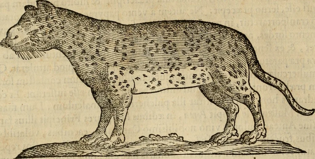 An illustration from Rerum medicarum Novae Hispaniae thesaurus, seu, Plantarum animalium mineralium Mexicanorum historia, 1651, leaf 545