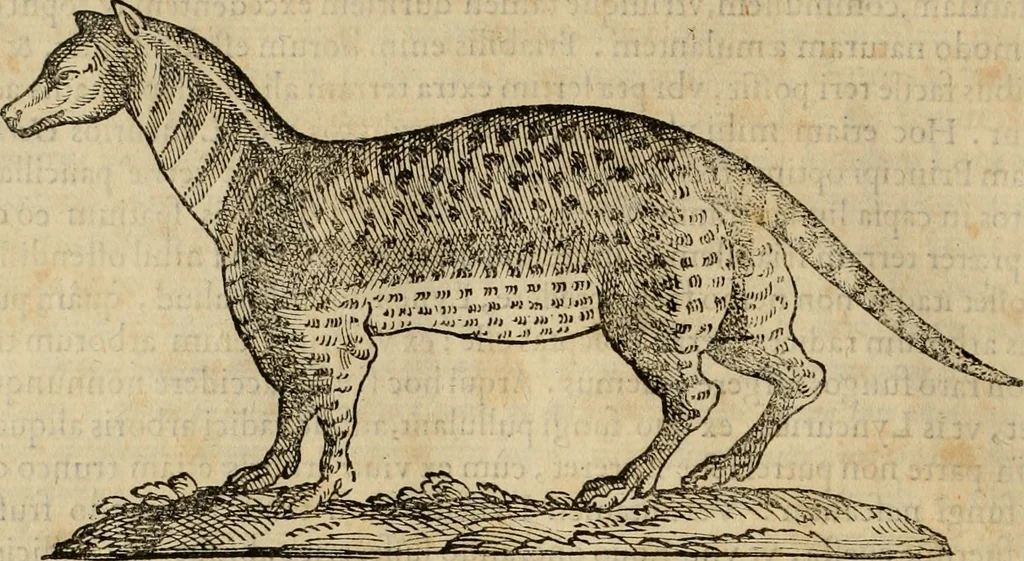 An illustration from Rerum medicarum Novae Hispaniae thesaurus, seu, Plantarum animalium mineralium Mexicanorum historia, 1651, leaf 585