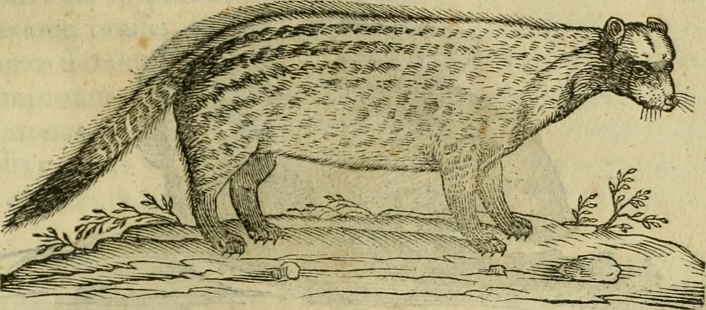 An illustration from Rerum medicarum Novae Hispaniae thesaurus, seu, Plantarum animalium mineralium Mexicanorum historia, 1651, leaf 628