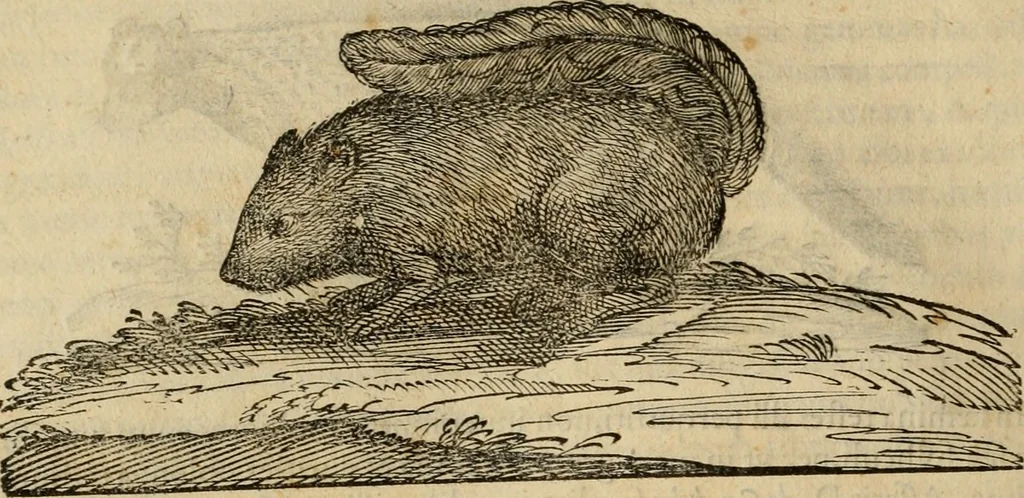 An illustration from Rerum medicarum Novae Hispaniae thesaurus, seu, Plantarum animalium mineralium Mexicanorum historia, 1651, leaf 629