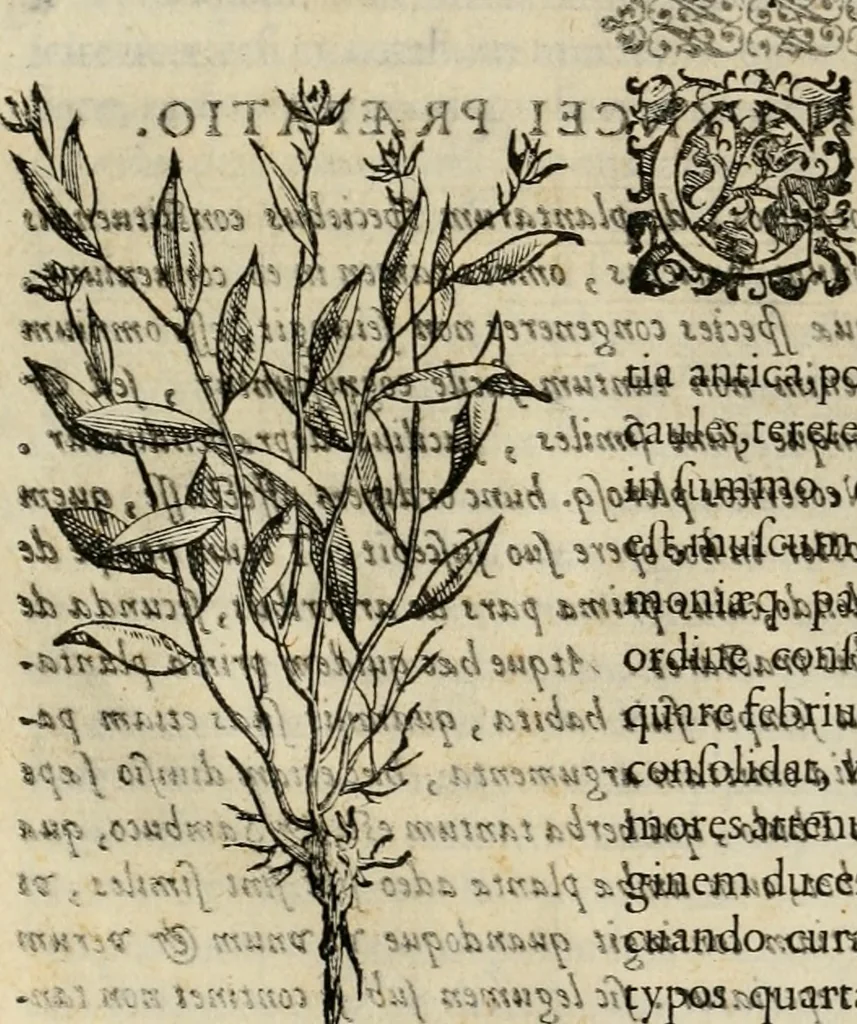 An illustration from Rerum medicarum Novae Hispaniae thesaurus, seu, Plantarum animalium mineralium Mexicanorum historia, 1651, leaf 65