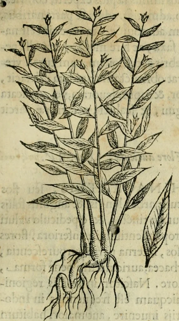 An illustration from Rerum medicarum Novae Hispaniae thesaurus, seu, Plantarum animalium mineralium Mexicanorum historia, 1651, leaf 66