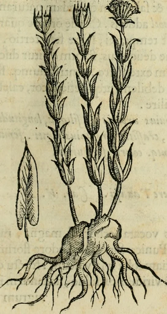An illustration from Rerum medicarum Novae Hispaniae thesaurus, seu, Plantarum animalium mineralium Mexicanorum historia, 1651, leaf 66
