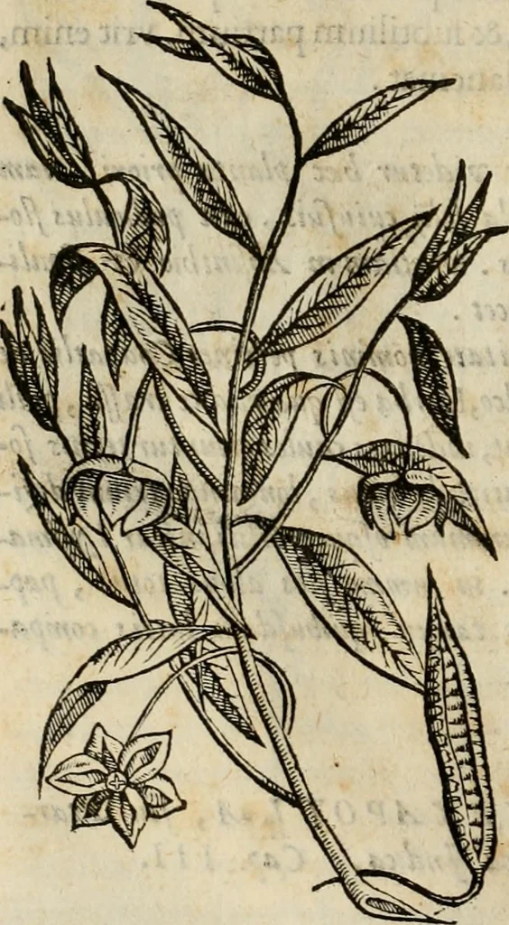 An illustration from Rerum medicarum Novae Hispaniae thesaurus, seu, Plantarum animalium mineralium Mexicanorum historia, 1651, leaf 67