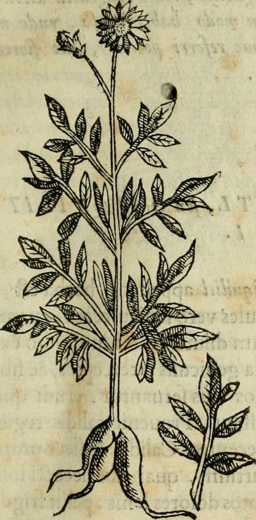 An illustration from Rerum medicarum Novae Hispaniae thesaurus, seu, Plantarum animalium mineralium Mexicanorum historia, 1651, leaf 68