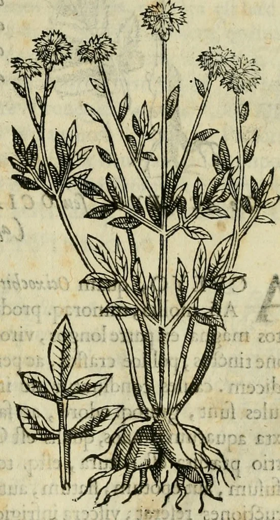 An illustration from Rerum medicarum Novae Hispaniae thesaurus, seu, Plantarum animalium mineralium Mexicanorum historia, 1651, leaf 68