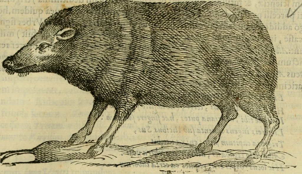 An illustration from Rerum medicarum Novae Hispaniae thesaurus, seu, Plantarum animalium mineralium Mexicanorum historia, 1651, leaf 684