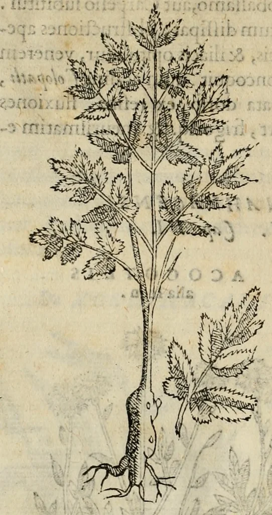 An illustration from Rerum medicarum Novae Hispaniae thesaurus, seu, Plantarum animalium mineralium Mexicanorum historia, 1651, leaf 69