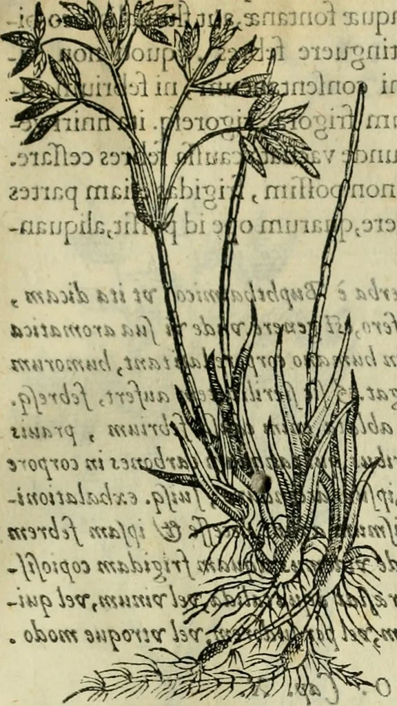 An illustration from Rerum medicarum Novae Hispaniae thesaurus, seu, Plantarum animalium mineralium Mexicanorum historia, 1651, leaf 70