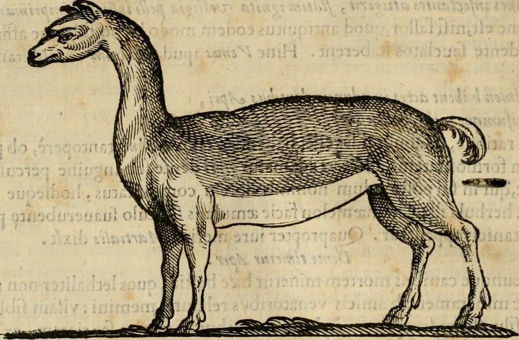 An illustration from Rerum medicarum Novae Hispaniae thesaurus, seu, Plantarum animalium mineralium Mexicanorum historia, 1651, leaf 707
