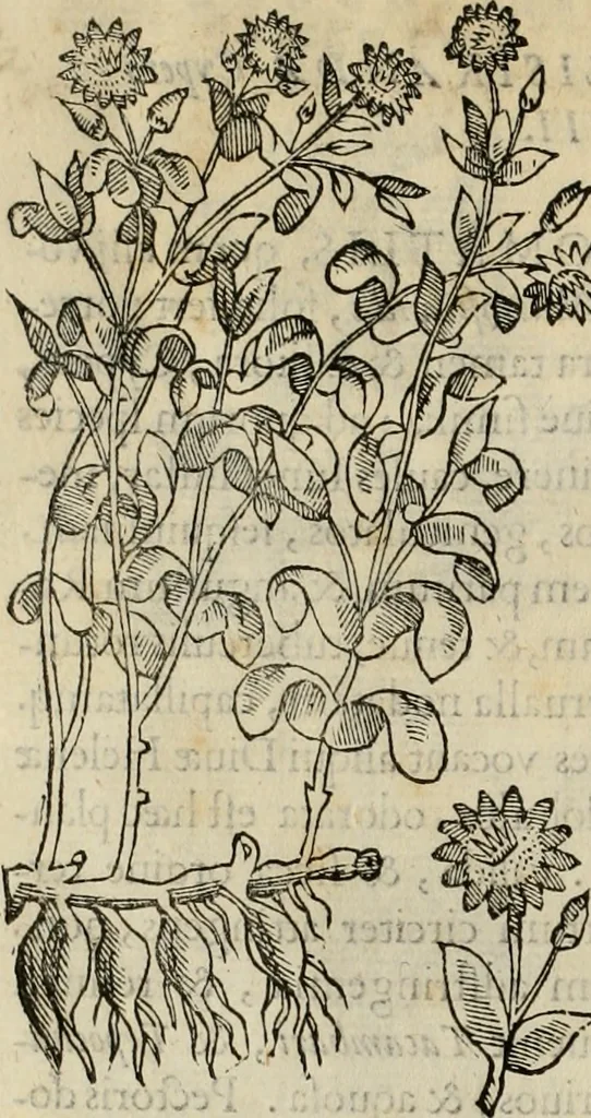 An illustration from Rerum medicarum Novae Hispaniae thesaurus, seu, Plantarum animalium mineralium Mexicanorum historia, 1651, leaf 71