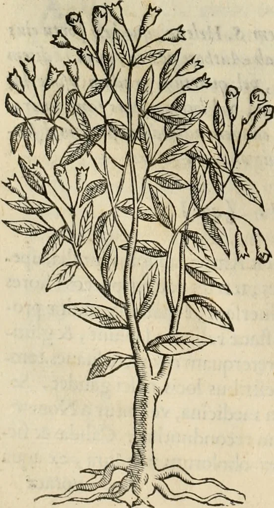 An illustration from Rerum medicarum Novae Hispaniae thesaurus, seu, Plantarum animalium mineralium Mexicanorum historia, 1651, leaf 71