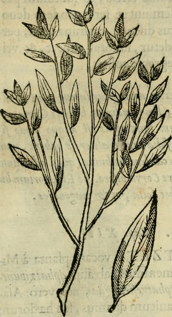 An illustration from Rerum medicarum Novae Hispaniae thesaurus, seu, Plantarum animalium mineralium Mexicanorum historia, 1651, leaf 72
