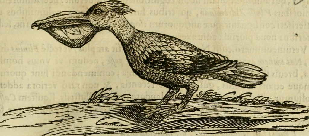 An illustration from Rerum medicarum Novae Hispaniae thesaurus, seu, Plantarum animalium mineralium Mexicanorum historia, 1651, leaf 720