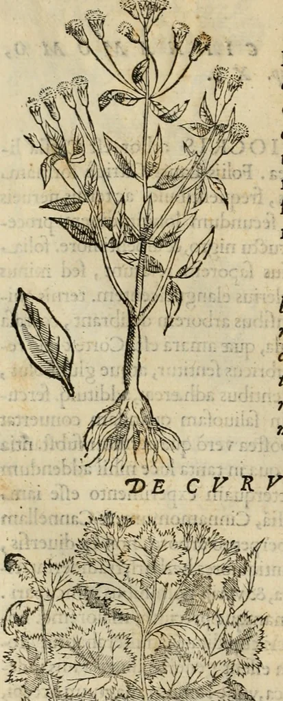 An illustration from Rerum medicarum Novae Hispaniae thesaurus, seu, Plantarum animalium mineralium Mexicanorum historia, 1651, leaf 73