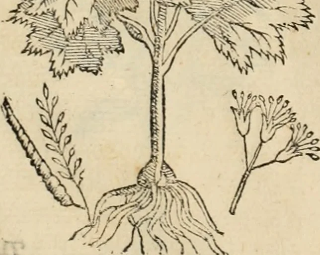 An illustration from Rerum medicarum Novae Hispaniae thesaurus, seu, Plantarum animalium mineralium Mexicanorum historia, 1651, leaf 73