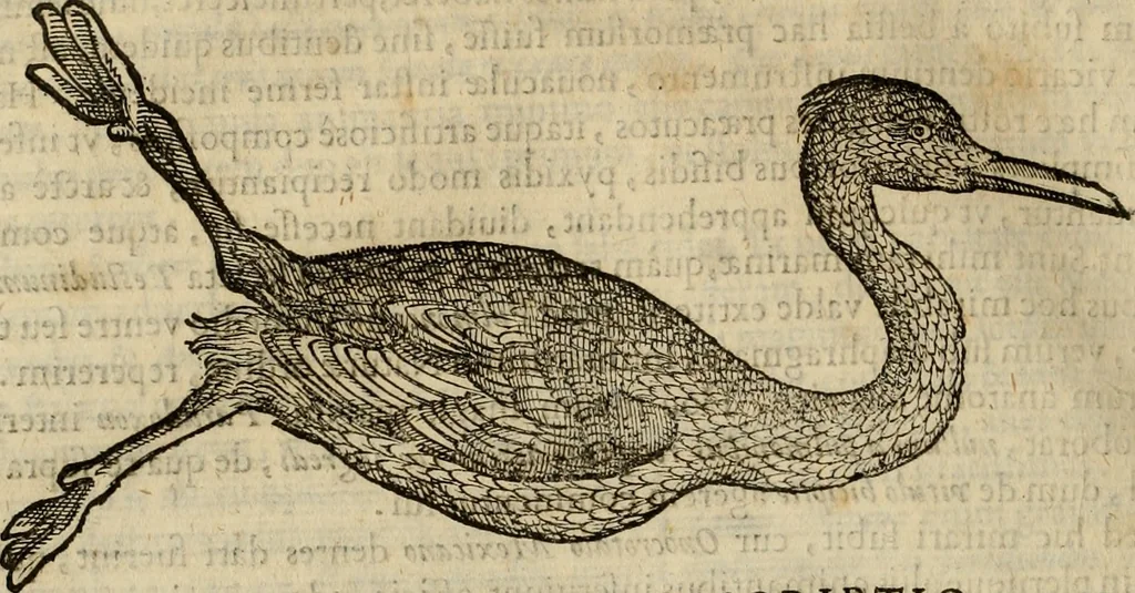 An illustration from Rerum medicarum Novae Hispaniae thesaurus, seu, Plantarum animalium mineralium Mexicanorum historia, 1651, leaf 733