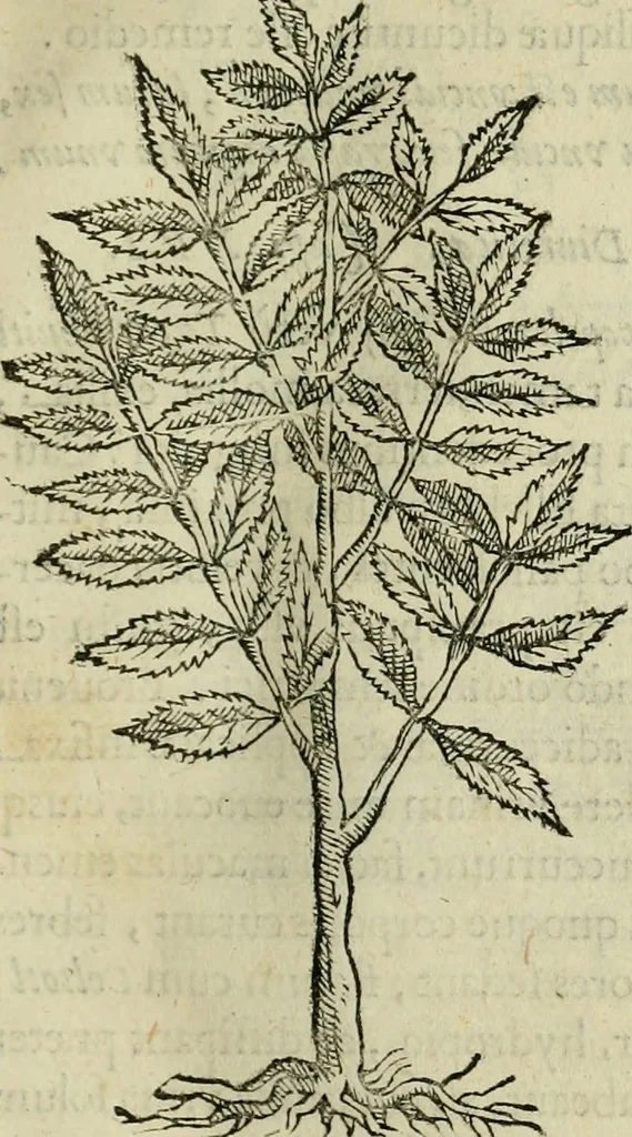 An illustration from Rerum medicarum Novae Hispaniae thesaurus, seu, Plantarum animalium mineralium Mexicanorum historia, 1651, leaf 74