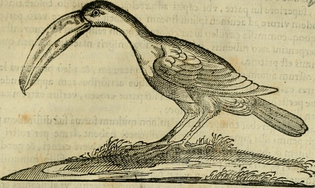 An illustration from Rerum medicarum Novae Hispaniae thesaurus, seu, Plantarum animalium mineralium Mexicanorum historia, 1651, leaf 744