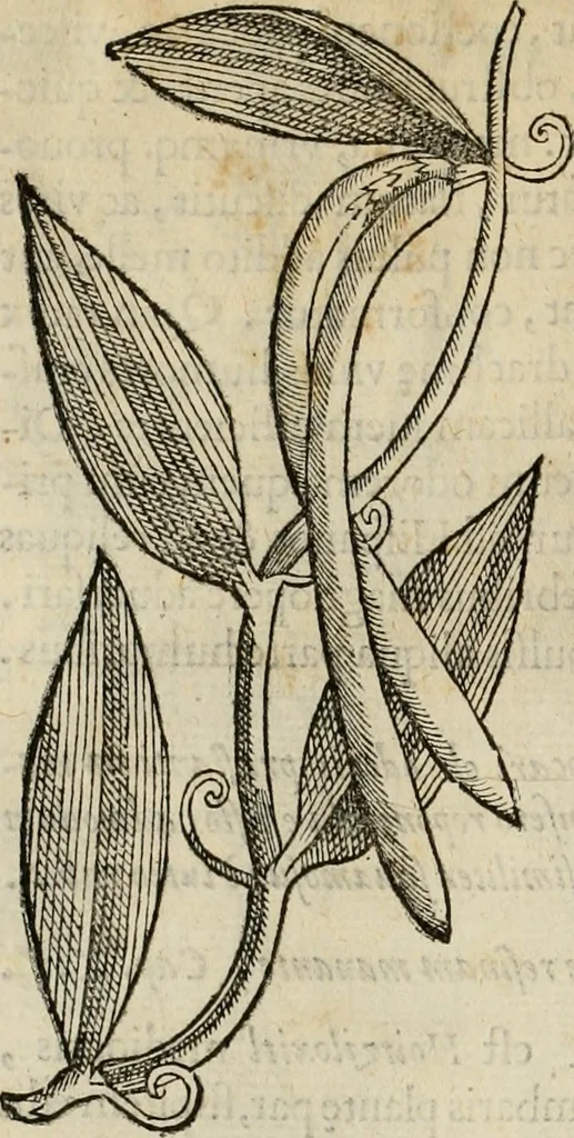 An illustration from Rerum medicarum Novae Hispaniae thesaurus, seu, Plantarum animalium mineralium Mexicanorum historia, 1651, leaf 75