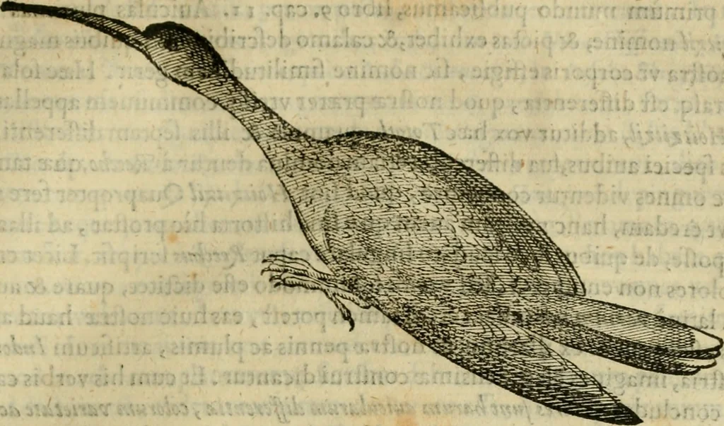 An illustration from Rerum medicarum Novae Hispaniae thesaurus, seu, Plantarum animalium mineralium Mexicanorum historia, 1651, leaf 752