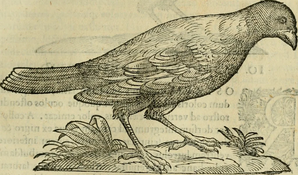 An illustration from Rerum medicarum Novae Hispaniae thesaurus, seu, Plantarum animalium mineralium Mexicanorum historia, 1651, leaf 756
