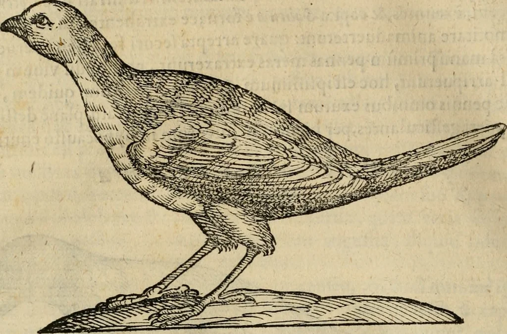 An illustration from Rerum medicarum Novae Hispaniae thesaurus, seu, Plantarum animalium mineralium Mexicanorum historia, 1651, leaf 757